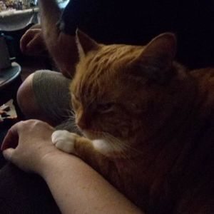 Meet your Posher, Amanda